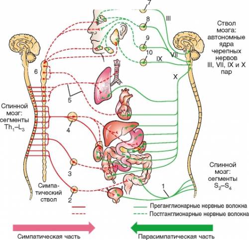 Строение и функции нервной системы.вегетативная нервная система.