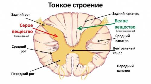 По биологии! какой отдел головного мозга является продолжением спинного мозга? как расположено серое