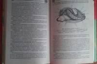 Тип моллюски. многообразие, среда обитания, образ жизни и поведение. биологические и экологические о