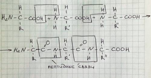 (в общем виде) уравнение реакции образования трипептида