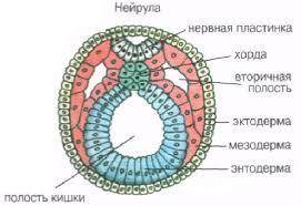 Что образуется из экто- , энто- и мезодермы.