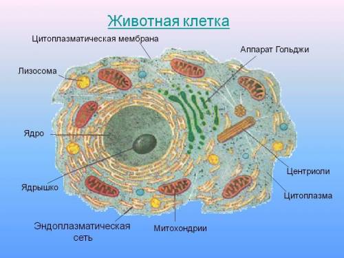 Каковы строение и функции соматических клеток животных?