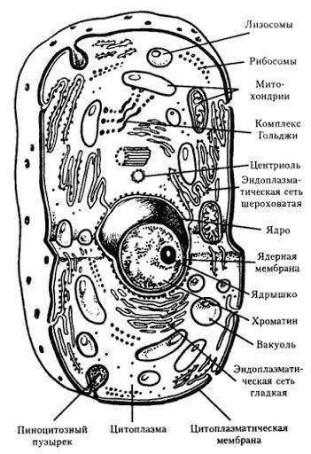 Функции и особ.строения: клеточной мембраны,ядра,органоидов.