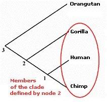 Из современных человекообразных обезьян человек имеет наибольшее родство с 1) гиббоном 2) шимпанзе 3