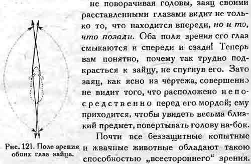 Особенность строения глаз у любого животного (на выбор) кратко и подробно заранее