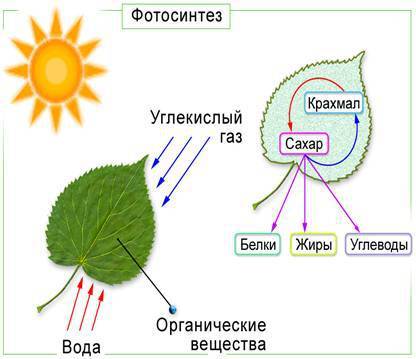 Охарактеризуйте сущность процесса фотосинтеза