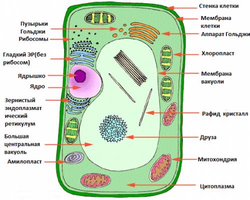 Сходство и различие клеток растений и животных , вывод