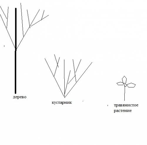Изобрази с схемы дерево кустарник травенисте растение