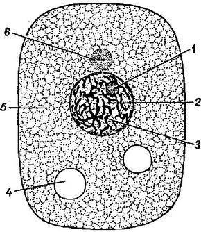 Составьте схему клетка— живая система