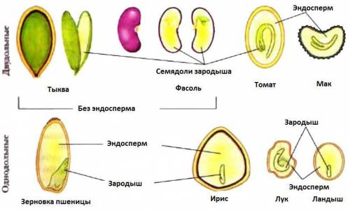 Каково значение эндосперма у цветковых растений ?