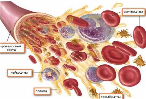 Чим відрізняються формені елементи крові людини?