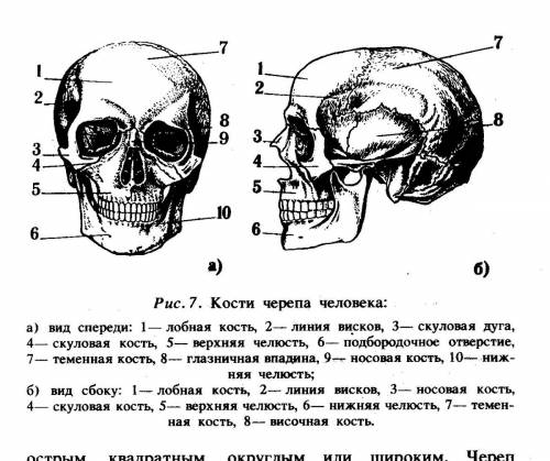 Какие бывают кости черепа? сколько их всего? (перечислить названия)