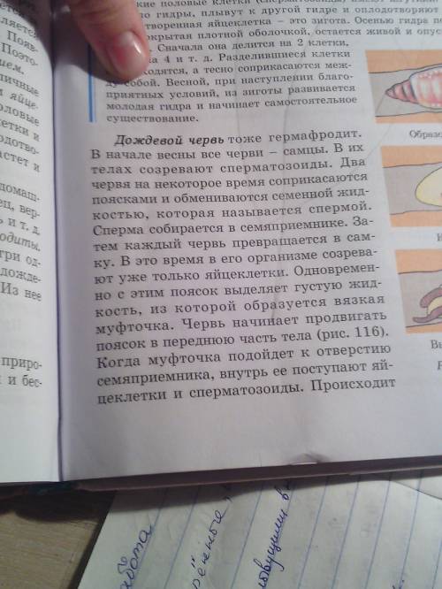 По размножения дождевые черви при откладке яиц они обмениваются со которая поступает в из вязкой жид