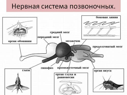 Из чего состоит нервная система позвоночных животных?