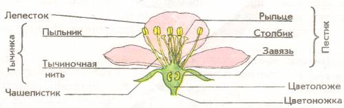 Найди на живом цветке тычинки и пестик зарисуй и подпиши их части