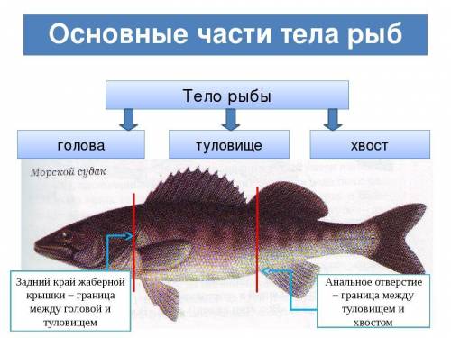 Найдите отделы тела рыбы: голову, туловище и хвост. установите , как они соединены между собой , как