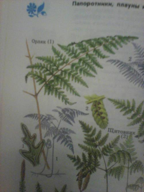 Сатласа-определителя от земли до неба узнай название первого растения на странице 79