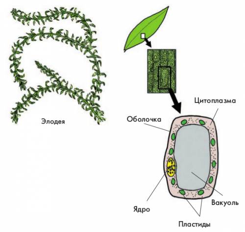 Рисунок строения клетки листа элодеи