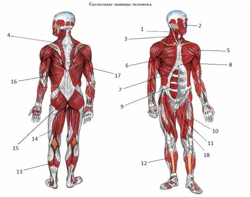Как устроена скелетная мышца какие структуры кроме мышечных волокон она содержит