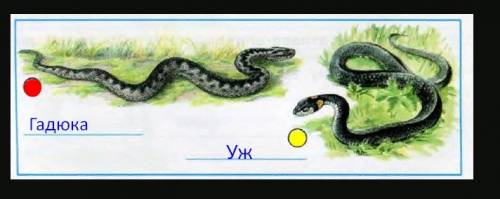 На каком рисунке изображена гадюка закрасьте кружок какая змея показано на другом рисунке если не зн