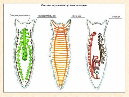 1.охарактеризуйте особенности строения плоских червей.какой образ жизни ведут ресничные черви