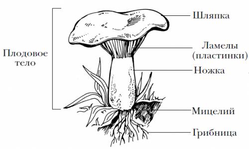 1.какое строение имеют шляпочные грибы? 2.что такое грибница и плодовое тело? 3.какие съедобные и не