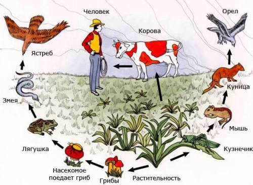 Схема пищевой цепи питания в луговом сообществн