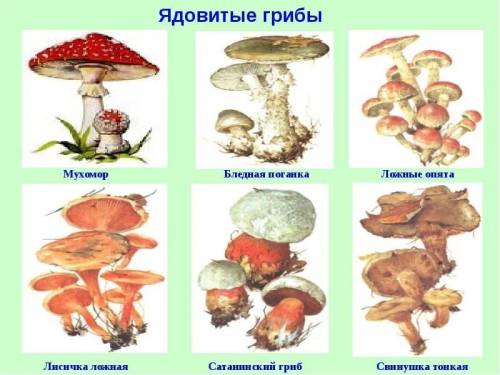 Составить сообщения о ядовитых грибах