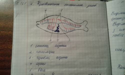 Дорисовать схему кровообращения у рыб