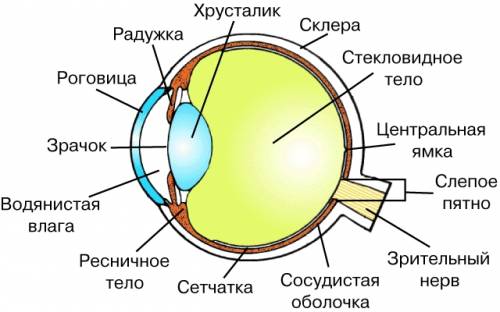 Доклад о глазе по плану 1)название органа 2)значение этого органа для жизни человека(или что человек