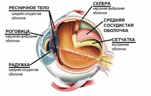 Сосудистая оболочка а . защищает глаз от механических и повреждений ; б. снабжает глазное яблоко кро