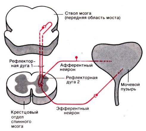 Нарисуйте схему рефлектором дуги мочеиспускательного процесса 2