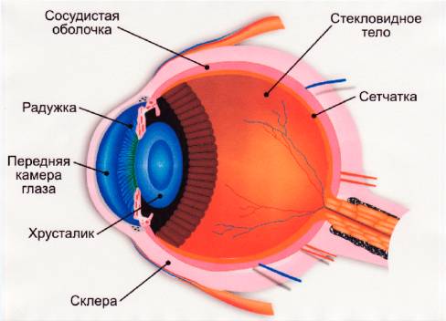 1)как устроен глаз? 2)как работает оптическая система глаза мне надо кратко, заранее : )