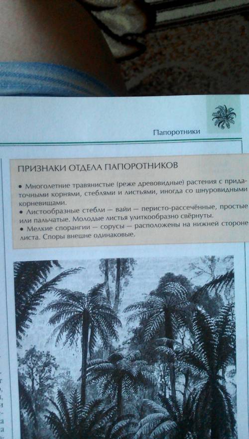 Что такое плауны ,хвощи и папоротники? чем больше информации тем лучше мне для конспекта заранее !