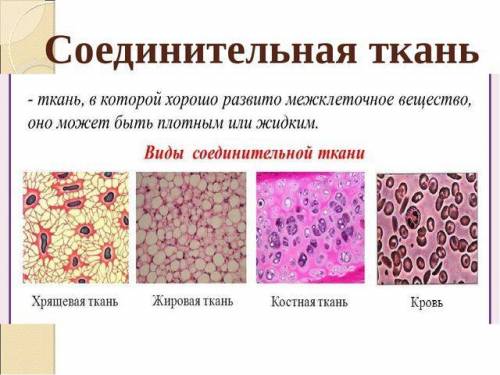 1.в чём сходство всех типов соединительной ткани? 2.почему кровь относят к соединительным тканям? 3.