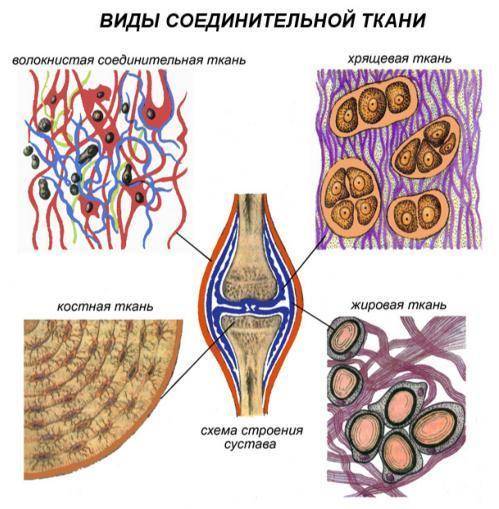 1.в чём сходство всех типов соединительной ткани? 2.почему кровь относят к соединительным тканям? 3.