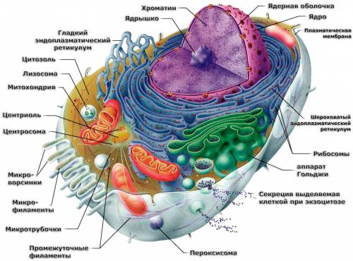 строение клетки растения назовите все что находится в клетке.