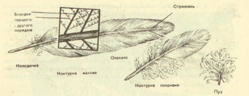 Нижняя часть стержня пера которая находится над кожей