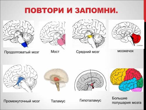 Укажите последовательность расположения отделов головного мозга (начиная с со спинного мозга): а. пр
