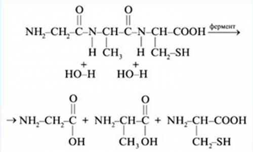 Уравнение реакции трипептида образовавшегося из аминоуксусной кислоты.