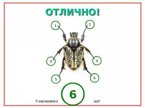 Три пары конечностей имеются у : а) ; б) насекомых; в) ракообразных; г) моллюсков
