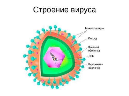 Вирусы, их строение. вирусы - возбудители опасных заболеваний.