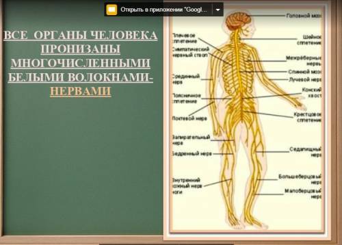 Значение нервной системы для организма 4 класс доклад