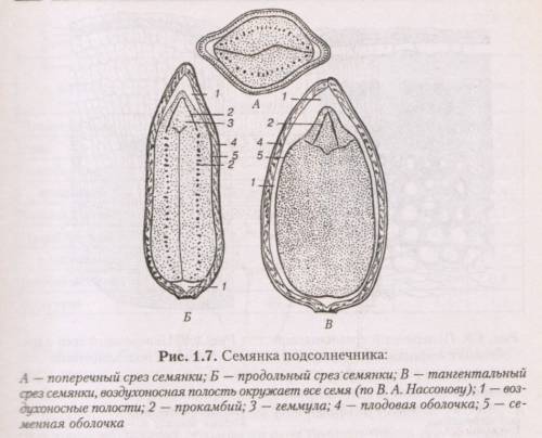 Рисунок строения семени яблока, тыквы или подсолнечника.