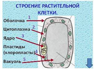 1. назовите основные части клетки и объясните их назначение. 2. какую функцию выполняют клеточные ор