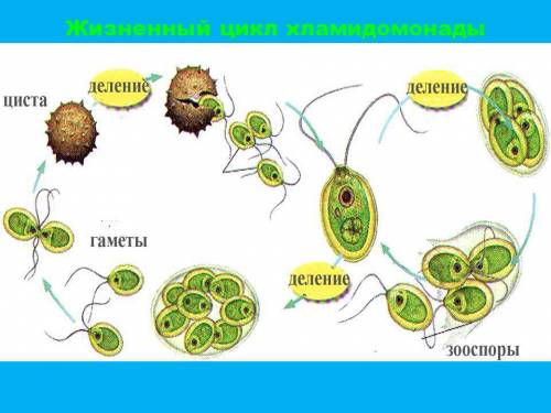 Жгутики отсутствуют у мужских половых клеток: 1) маршанции 2) кувшинки 3) ламинарии 4) хламидоминады