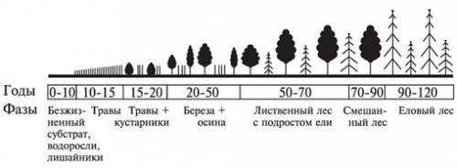 Почему в ходе сукцессия заметны изменения растительного состава сообщества ? ответить