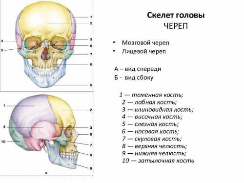 Используя рисунок «скелет головы», изучите строение черепа. найдите в черепе лобную, теменные, височ