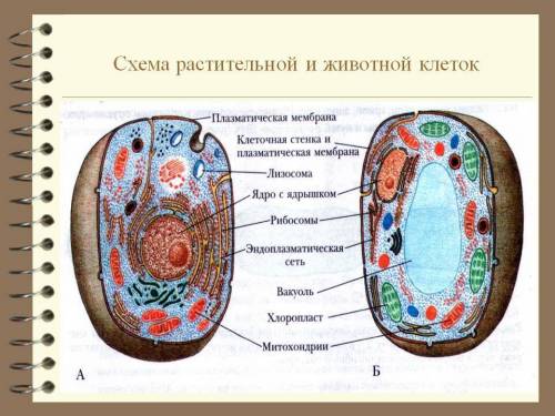 Охарактеризуй особенности строения растительной клетки