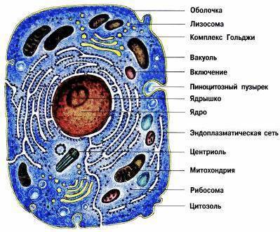 Клетка живого организма рисунок и можете описать